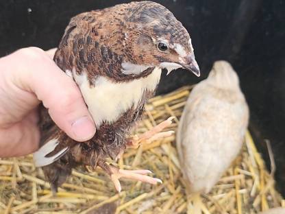 Bild 2:Wachteleier und Bruteier