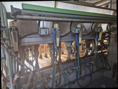 Melkstand und Milchtank