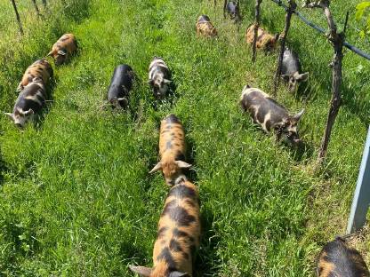 Bild 3:Kunekune Weideschweine