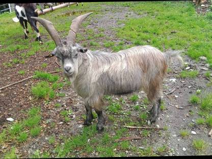 Blobe Bock