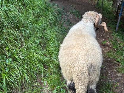 Bild 3:Walliser Schwarznasenschafe