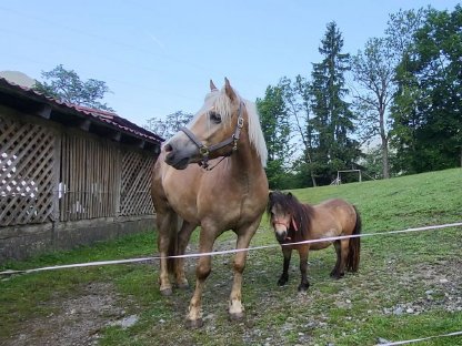 Bild 4:Traumhafte Austrian Partbred Pony Stute