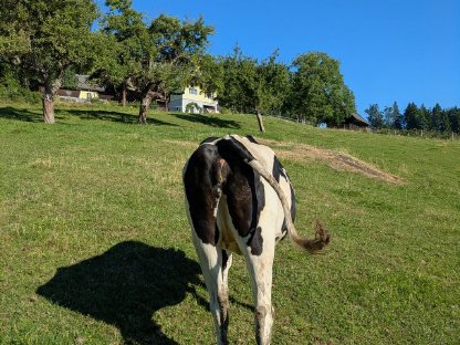 Bild 6:Bio-HF-Kalbin - trächtig