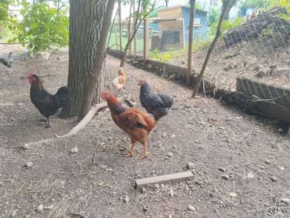 Bild 3:Hahn Hähne, Araucana, Marans