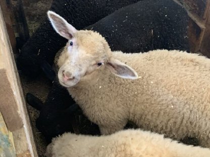 Jura- und Juramischlingslämmer abzugeben