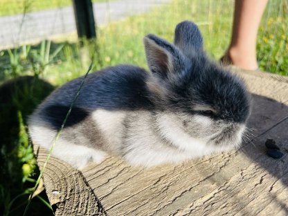 Zwergkaninchen Löwenkopf