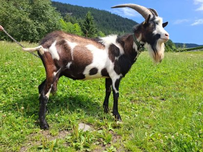 Tauernscheckenbock Grisu 1b zu verkaufen