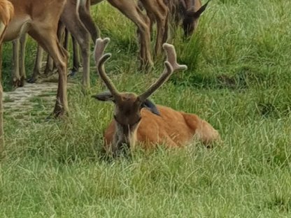 Bild 4:Rotwild zu verkaufen