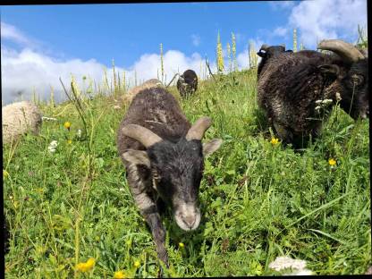 Bild 2:Quessantschafe
