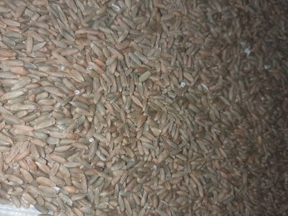 Bild 2:Grünschnittroggen Bio