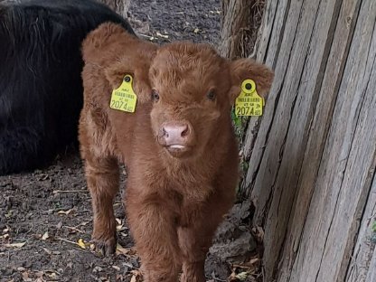 Bild 7:Hochlandrind Kuh mit Stierkalb zu verkaufen