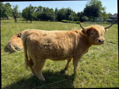 Bild 8:Highland-Rinder (Färsen), 1-5 Jahre, teils trächtig