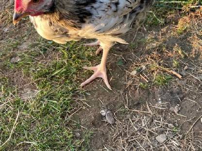 Bild 6:Rasse-Mix Junghennen