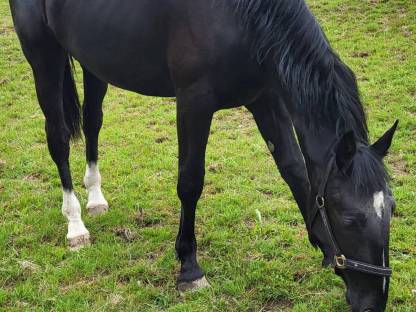 Wunderschöne schwere Warmblutstute Schlesier