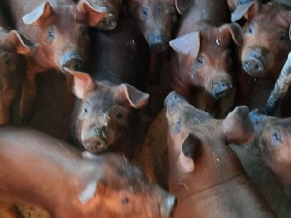 Bio Duroc