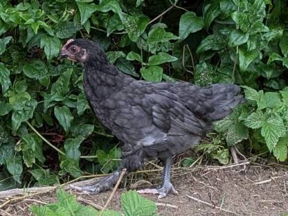 Sodahahn - Marans x Grünleger (Britisch Araucana Mix)