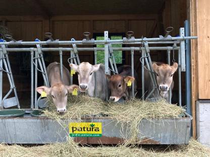 Suche Braunvieh oder Brown Swiss Kälber