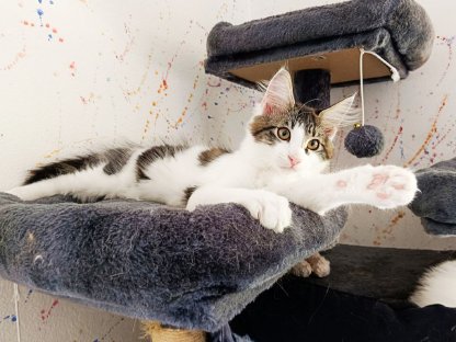 Bild 4:Maine Coon Babys