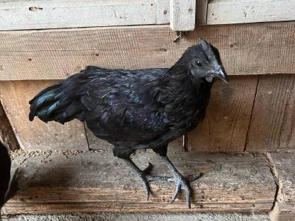 Bild 7:Ayam Cemani Jung-Hähne