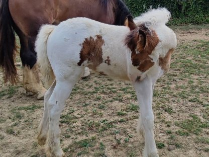 Bild 6:Tinker Fohlen, Stute