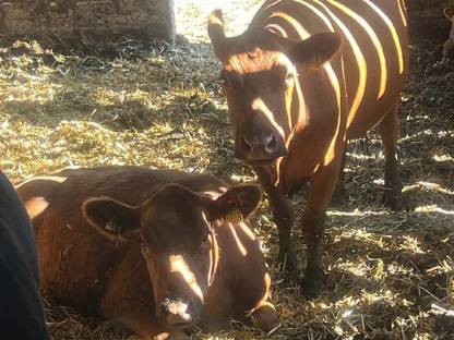 Bild 2:Verkaufe Angusrinder Bio