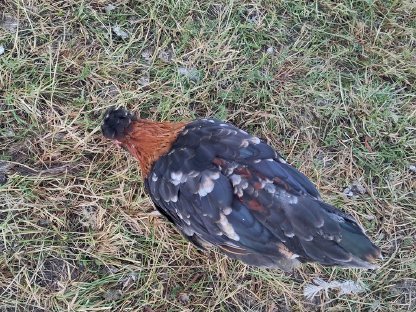 Bild 2:Bio Sulmtaler Hahn reinrassig