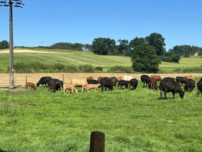 Angus Mutterkühe mit Kalb bei Fuß zu verkaufen