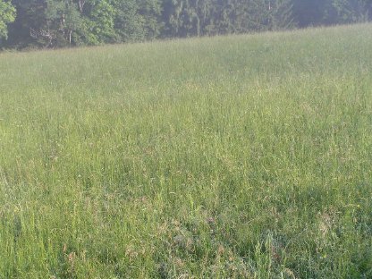 Bild 3:Grassilage-Rundballen 31 Stk.