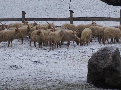 Bild 2:Zackelschafe BIO