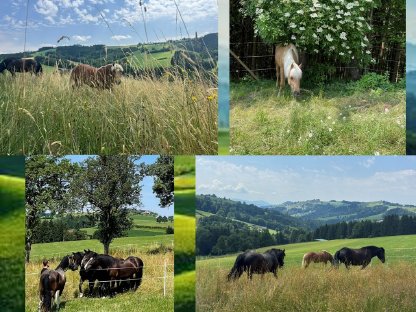 Bild 4:Pferde-Einstellplatz