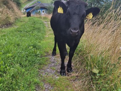 Bild 6:Dahomey Kühe