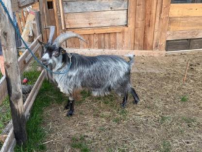 Bild 3:Blobe Ziegenböcke