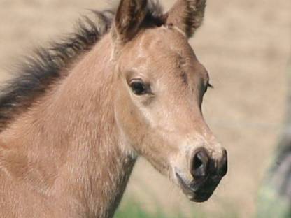 Sehr typvolles und ganggewaltiges Reitponyfohlen