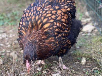 Bild 5:Orpington Bruteier