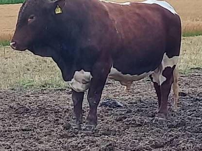 Bild 2:Pinzgauer Bulle Deckbulle Elias