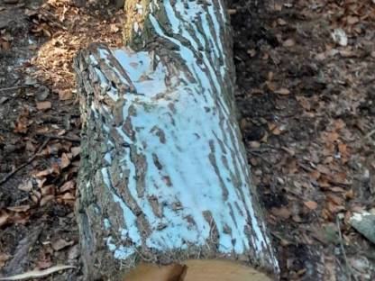 Bild 5:Obstbaumstämme