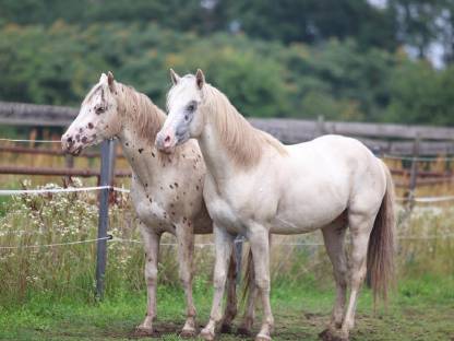 Bild 5:3-jähriger Appaloosa