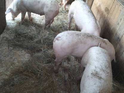 Schlachtschweine