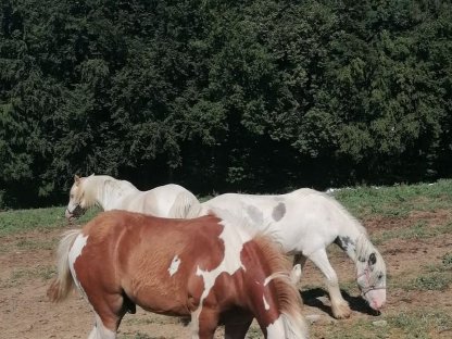 Bild 6:Irish Cob Fohlen, Tinker, Hengst