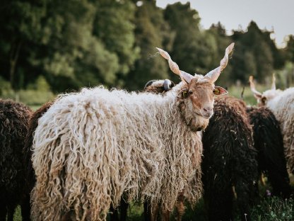 Bild 2:Ungarisches Zackelschaf - Lämmer, Jungwidder, Altschafe