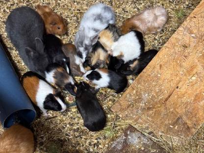 Bild 5:Meerschweinchen