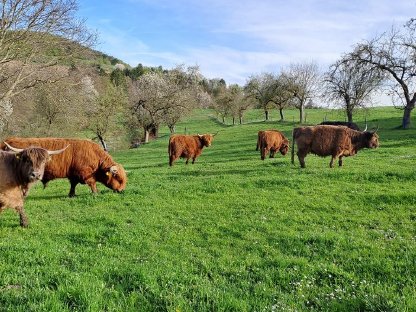 Bild 2:Stark preisreduziert! Teil einer Hochlandrinderherde