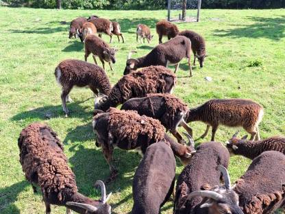 Soay Schafe