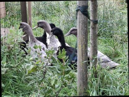 Bild 4:Pommernenten Erpel