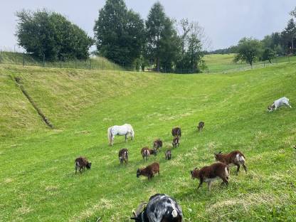 Bild 4:Soay Böcklein