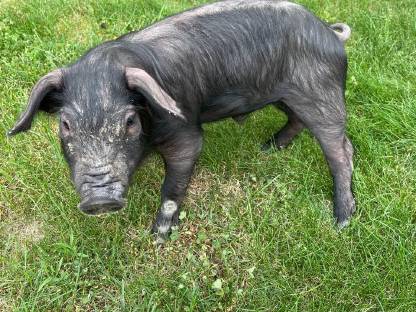 Bild 8:Iberico und Iberico x Duroc Ferkel