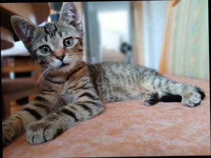 Männliche Katze
