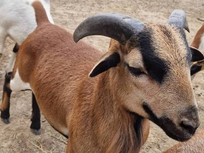 Bild 3:Kamerunböcke sehr zutraulich