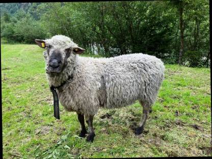 Bild 2:Shropshire-Widder