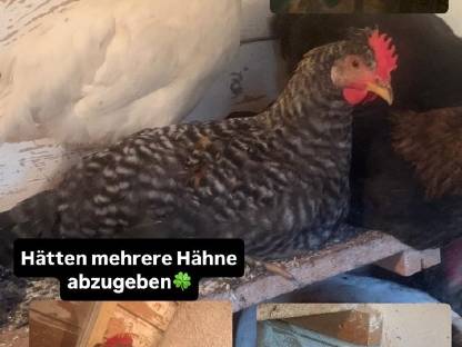 Hähne zu verschenken